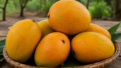 Mango
